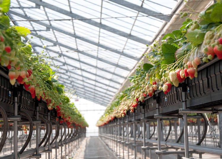 1. Kawatsura Strawberry Farm (Chiba Prefecture)