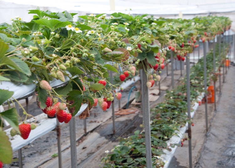 2. Kamakura Kanko Strawberry Farm (Kanagawa Prefecture)