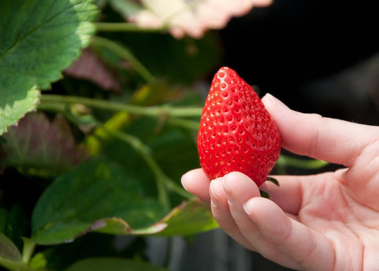 Picking Strawberries in Japan Perfectly