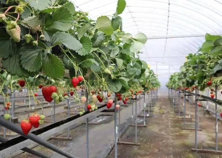 6. Strawberry Farm Ota Farm (Shizuoka Prefecture)