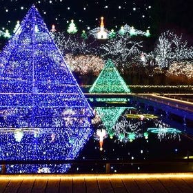 Strawberry Picking, All-You-Can-Eat-Crab and Ashikaga Flower Park/Lake Sagami Light Show from Tokyo
Details & Bookings ▶