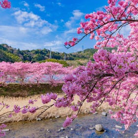 Izu Cherry Blossom One-Day Tour: Strawberry Picking at Izu Fruit Park, Kawazu Sakura, Sakura no Sato & Jogasaki Coast (Departing from Shinjuku)
Details & Bookings ▶