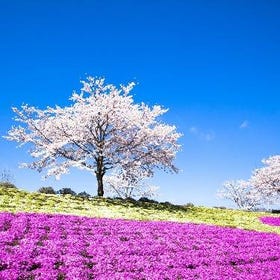 1-Day Tour from Tokyo: Tokyo German Village (Lunch Included)
Details & Bookings ▶