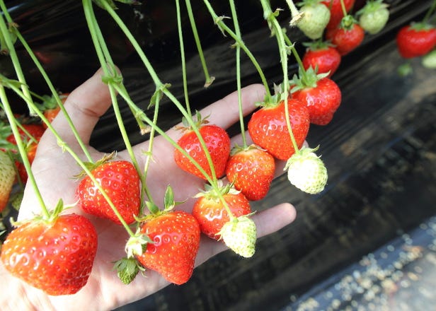 教你第一次採草莓就上手！5間東京近郊草莓農園＋草莓採收技巧