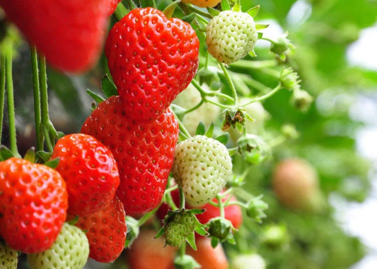 日本的草莓採收季是何時？