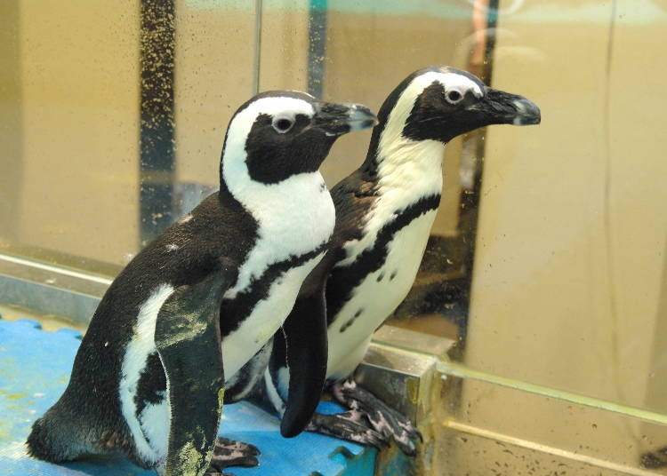 Couple of cute penguins greeting customers!