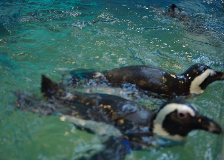 Just watching these charming penguins is relaxing