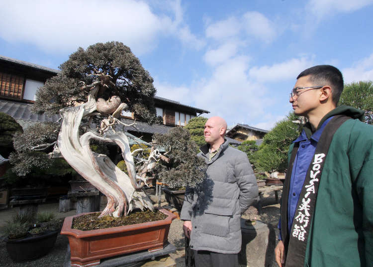 Million-Dollar Bonsai!? How To Tell A Bonsai Legend Apart | LIVE JAPAN travel guide