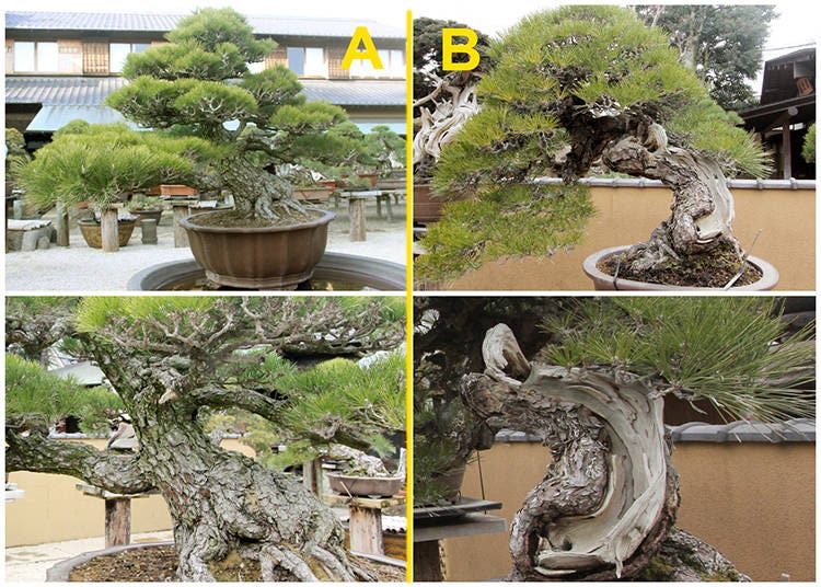 The Black Pine Bonsai Challenge: Which One Costs One Million Dollars?