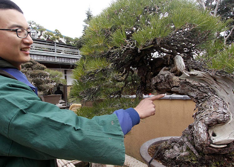 ...and the Million-Dollar Bonsai is B!