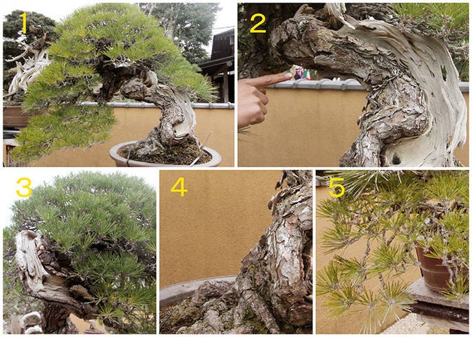 Million Dollar Bonsai How To Tell A Bonsai Legend Apart Live Japan Travel Guide