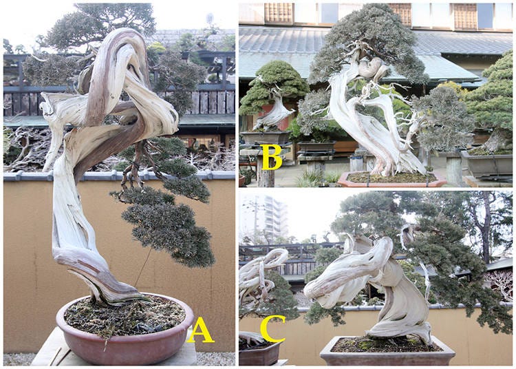 The Chinese Juniper Bonsai Challenge: The Tree Value Ranking