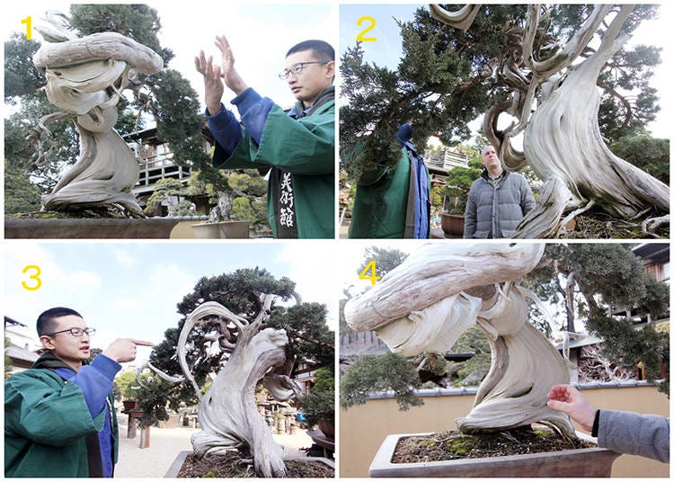 1) and 2) The living and dead part of the tree is clearly separated while twisting dramatically 3) The branches are bent and features beautiful “jin,” bare, dead parts of the branches 4) Estimating the tree’s age based on the annual tree rings of a branch