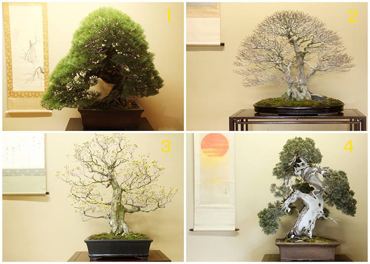 The Bonsai Catalog: What are the Best Trees for Bonsai?