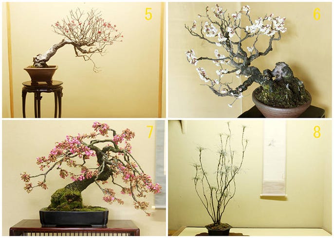 Million Dollar Bonsai How To Tell A Bonsai Legend Apart Live Japan Travel Guide