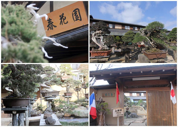 1) The sign of Shunkaen Bonsai Museum 2) and 3) Old, expensive bonsai lined up in the large garden 4) The entrance, featuring the flags of various countries