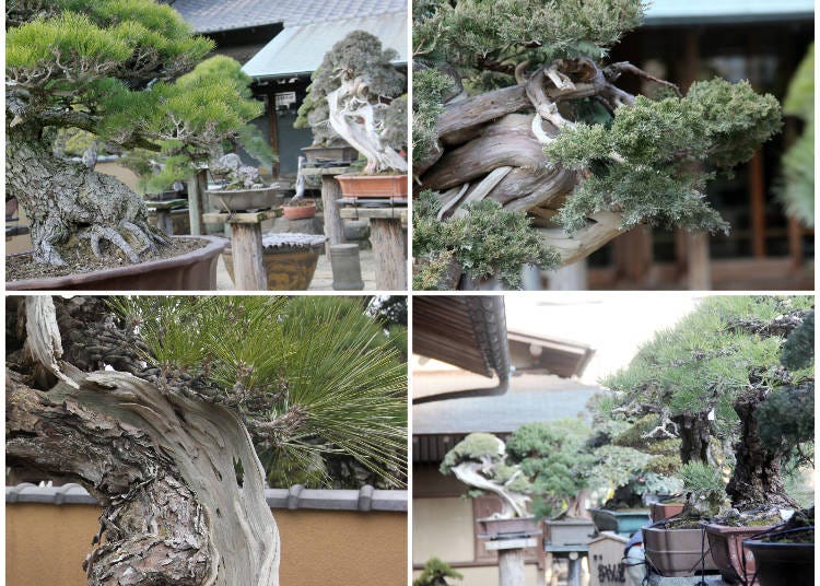 そもそも盆栽って何?