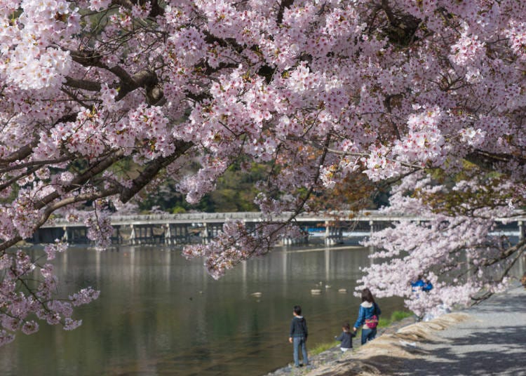 벚꽃 명소, 아라시야마에도 피부 미용 효과가 있는 온천이 있다.
