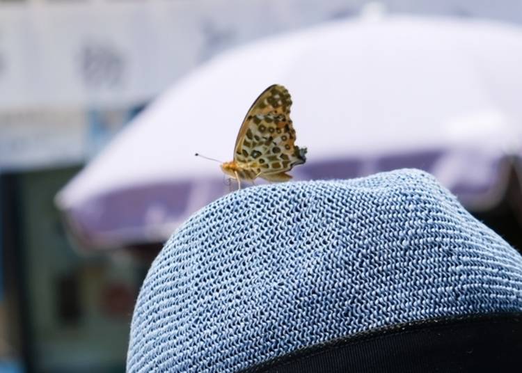 有隻蝴蝶輕飄飄地停在帽子上。夏天有機會可以在這一睹青斑蝶的模樣。