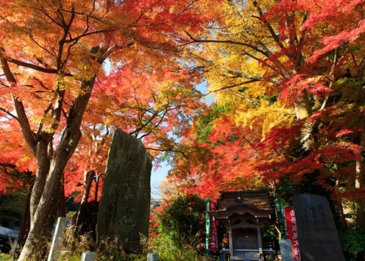 秋天的高尾山楓紅景象十分壯麗。無論前來高尾山幾次都一定能在此獲得不同的樂趣喲！