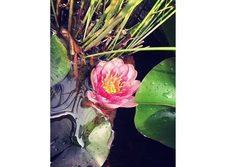 Blooming water lotus in the garden
