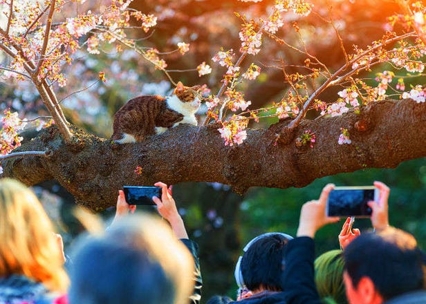 7 Cherry Blossom Photography Tips: Capture the Magic of Japan's Sakura!