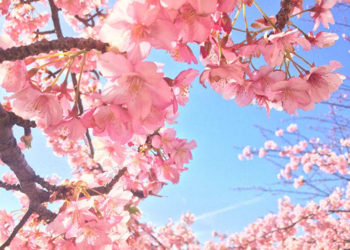 7 Cherry Blossom Photography Tips Capture The Magic Of Japan S Sakura Live Japan Travel Guide