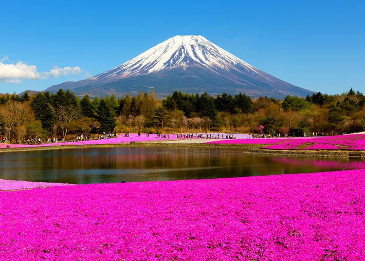 Moss phlox and Mount Fuji (Kawaguchiko, Motosu)