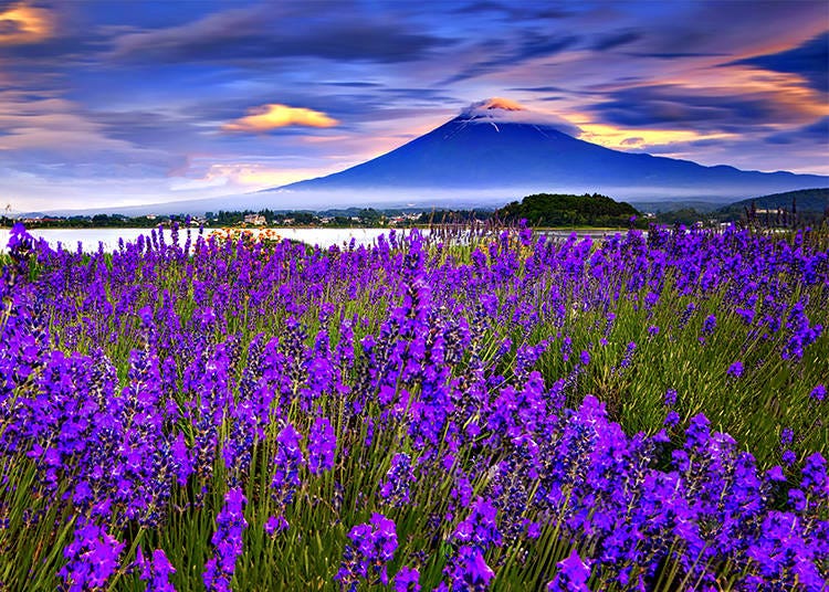 Lavender and Mount Fuji (Kawaguchiko, Oishi Park)