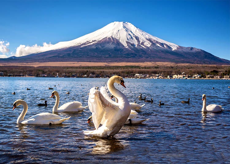Swans and Mount Fuji (Yamanakako, Nagaike Water Park)