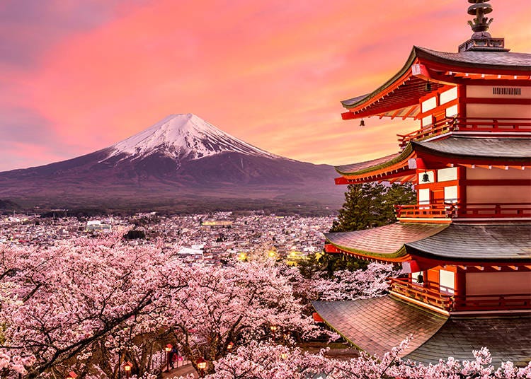 Cherry blossoms and Mount Fuji