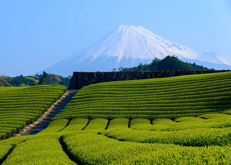 Mount Fuji seen from Shizuoka’s tea fields