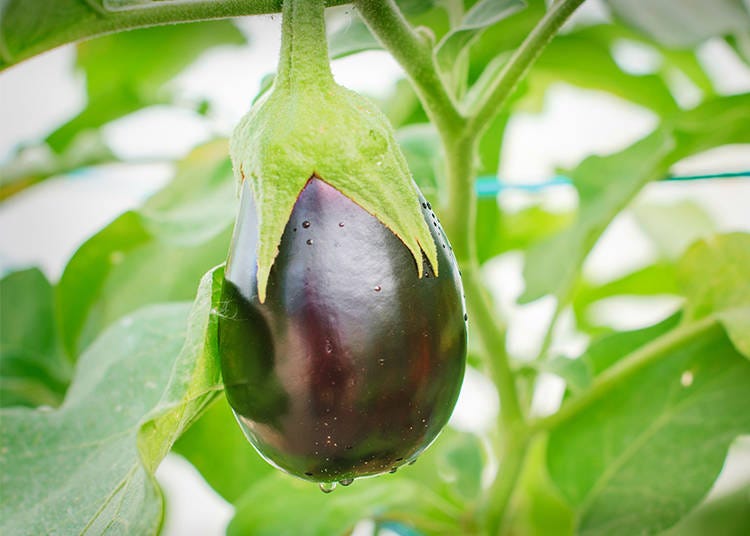 Eggplant