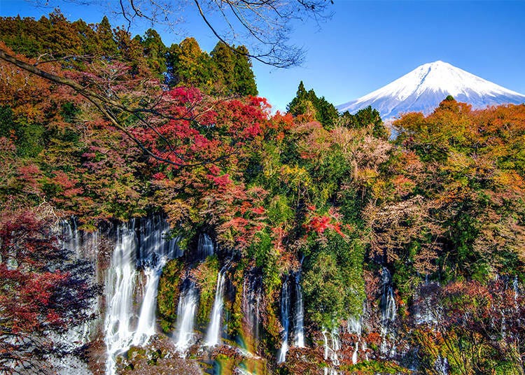 隔著一排樹林的白絲瀑布與富士山。
