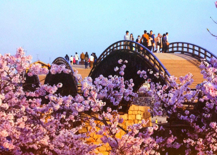 Kintai Bridge (Yamaguchi Prefecture) - Ranked #13 in 2018 for best cherry blossom spots in Japan!