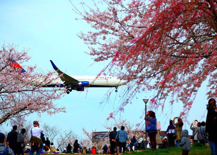 Sakuranoyama Park (Chiba Prefecture) - Ranked #14 in 2018 for best places to see cherry blossoms in Japan!