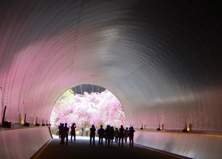 Miho Museum (Shiga Prefecture) - Ranked #49 in 2018 for top cherry blossom places in Japan!