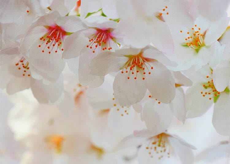 Best way to enjoy the blossoms at Chidorigafuchi