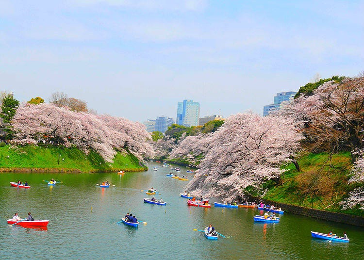 When is the best time to visit Chidorigafuchi for cherry blossom viewing?