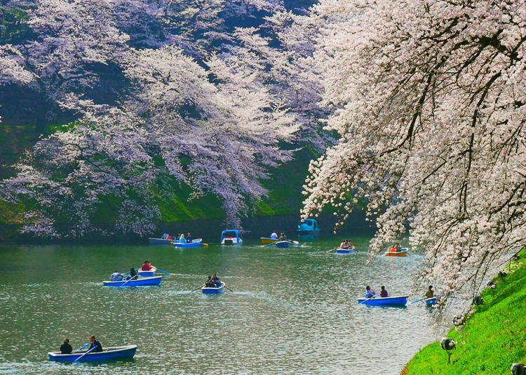 How many cherry trees are there at Chidorigafuchi?