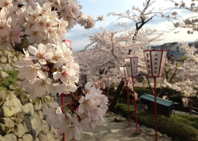 Spring – cherry blossoms