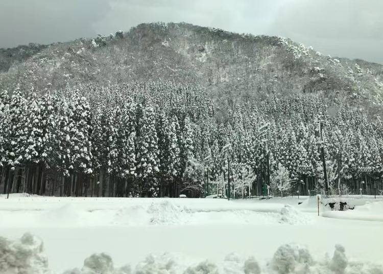 Winter – snowy landscape
