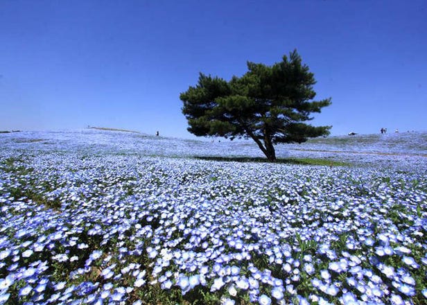 漫步海天一線藍色山丘 日本「國營常陸海濱公園」粉蝶花群爭豔