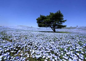 空と海の間に広がる大絶景！ネモフィラが咲き誇る青い丘へ