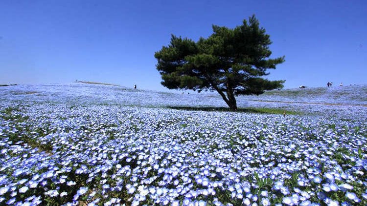 [MOVIE] 국영 히타치 해변공원 - 하늘과 바다 사이에 펼쳐지는 대절경! 도쿄 근교 여행으로 강추!