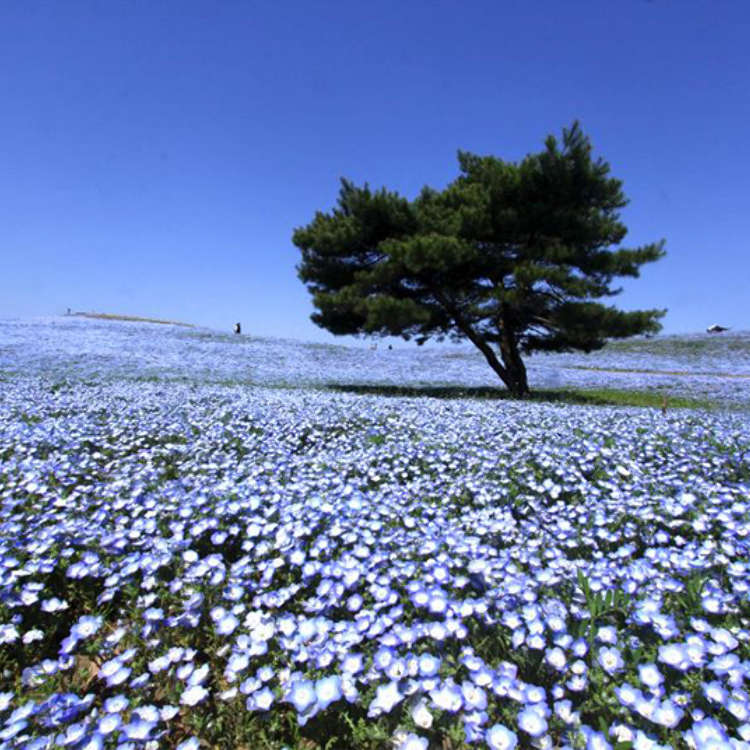 油絵 油彩 油彩画 絵 絵画 【blue flower field】 油絵 油彩 油彩画 絵 絵画 ミニ絵画【桜と富士山】 絵画 HR