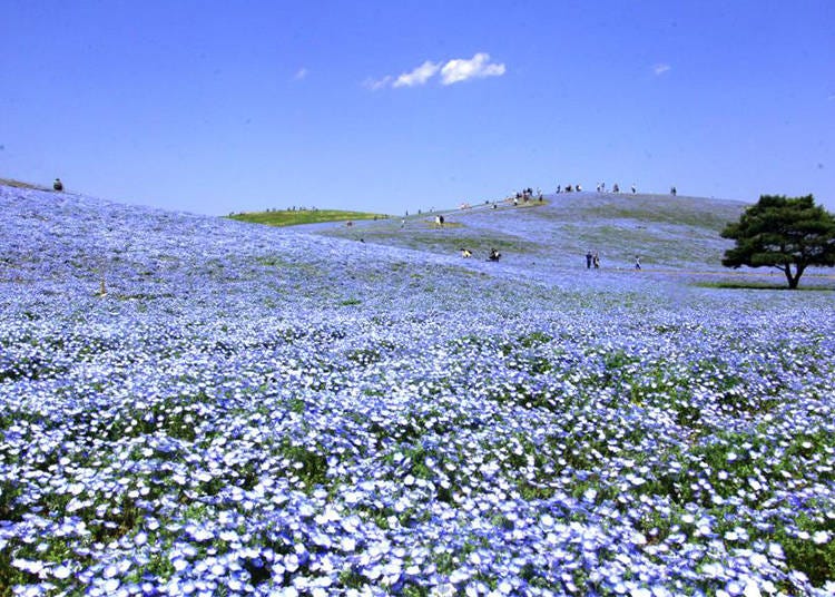 Miharashi Hill with blossoming Nemophila (photo taken mid-April 2018)