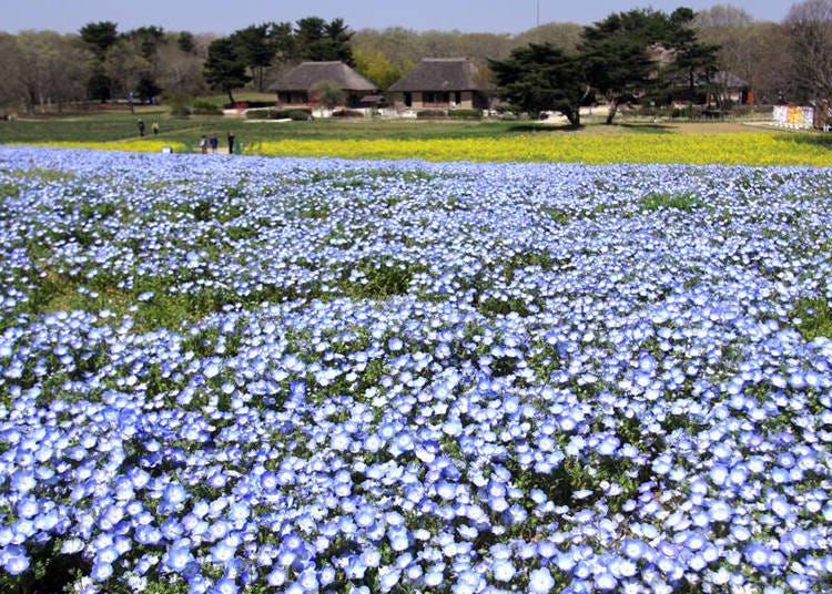 Next to the Nemophila flowers, rape blossoms and old, traditional houses are the main highlights of Miharashi Hill.