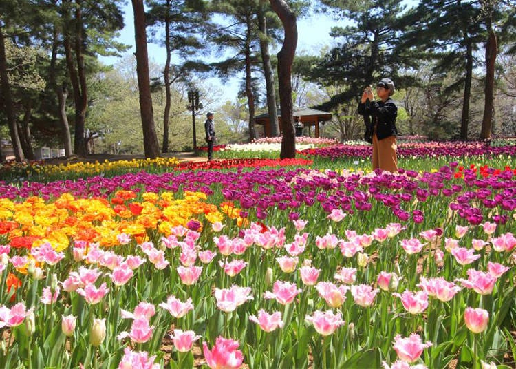 Tulips at the Tamago no Mori (“Egg Forest”) Flower Garden