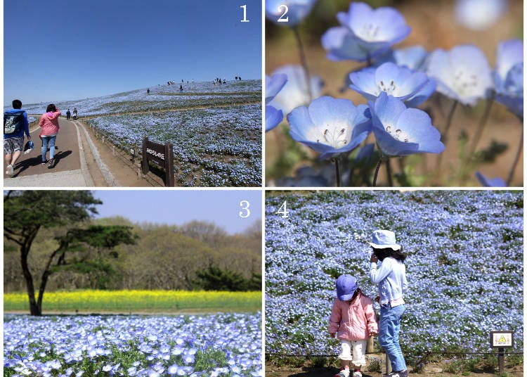 1) Follow the path to the top of the hill 2) Nemophila up close 3) the contrast of blue and yellow 4) the park is a wonderful adventure for children as well.